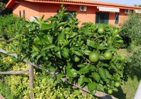 esterno